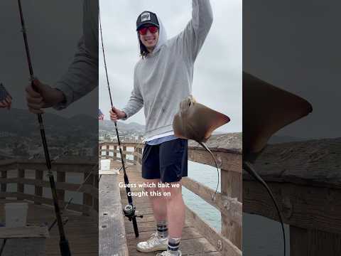 Eagle ray caught at Ventura pier #fishing #stingray #ocean #catchandrelease #outdoors #nature