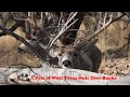 A Pair Of West Texas Mule Deer Bucks Deer Muledeer Animalkingdom Relax Buck