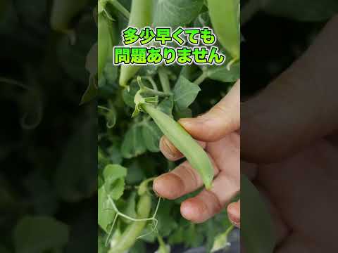 垂直菜園、キュウリ、ピクルスの品種がサポートしている野菜