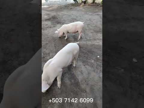 pietran y F1 disponibles en gran D Saraí, Zacatecoluca, La Paz, El Salvador