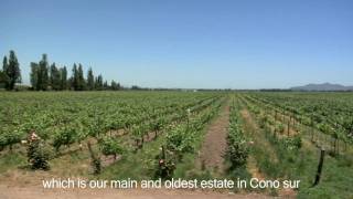 preview picture of video 'Cono Sur Vineyards & Winery Burrito de la vid plague'