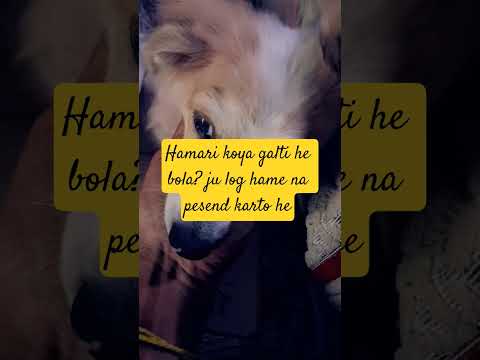 dog ko q log hate karti he aj hamare tutu ke sathe ek hatsa hoye # dog lover # tutu #viral video