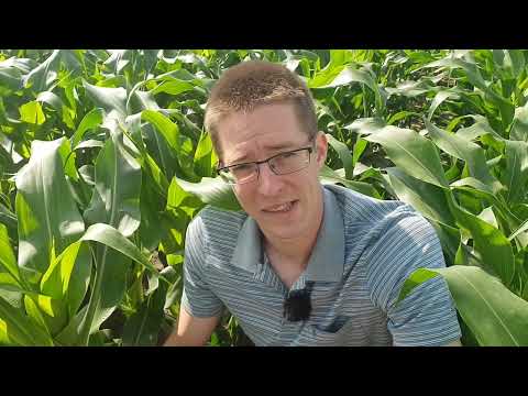 Maisherbizide ohne Terbuthylazin – was ist möglich?