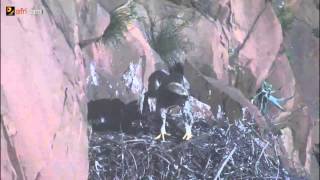 preview picture of video 'Nessi fledge from the nest'
