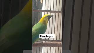 Download lagu PANCINGAN CUCAK RANTING, CUCAK RANTING GACOR #cakrante #cucakrantinggacor #cucakrante mp3