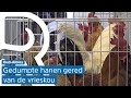 Gedumpte hanen op weg naar warm onderkomen