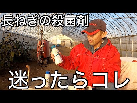 トマトの疫病の蔓延を阻止する奇跡のヒント!  庭園