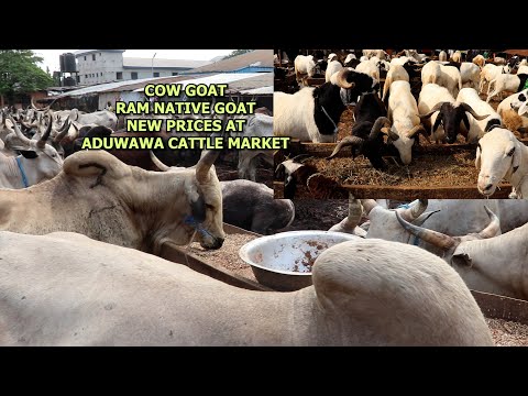 LATEST PRICES OF VARIOUS LIVESTOCK AT ADUWAWA CATTLE MARKET COW GOAT RAM NATIVE GOAT DELIVERY NW...