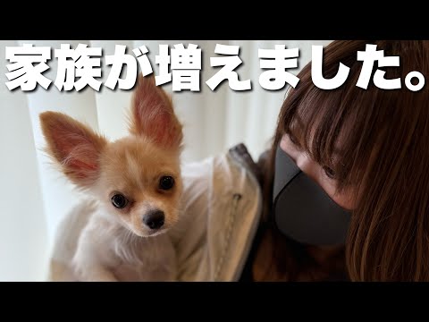 アイリスの家族