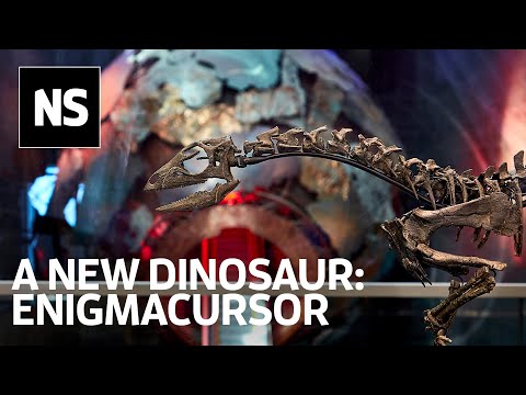 A closer look at the newly discovered dinosaur species Enigmacursor