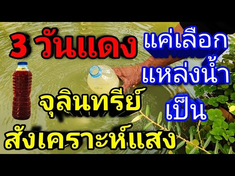จุลินทรีย์สังเคราะห์แสงสูตรใหม่ล่าสุด แค่เลือกแหล่งน้ำเป็น 3 วันแดง