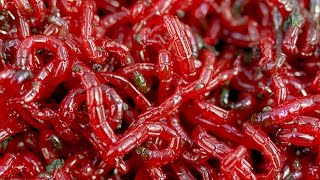 Как подготовить мотыля для зимней рыбалки
