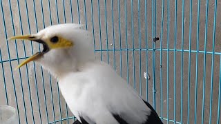 Download lagu Jalak Putih Gacor Nembak Full Isian Ciblek - Masteran Jalak Gacor mp3 Download lagu Jalak Putih Gacor Nembak Full Isian Ciblek - Masteran Jalak Gacor mp3