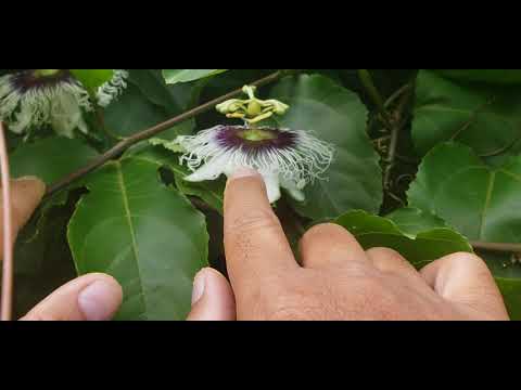 How to Hand Pollinating Passion Fruit Vine The Easy Way
