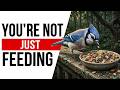 What Happens When You Feed Backyard Birds Every Day