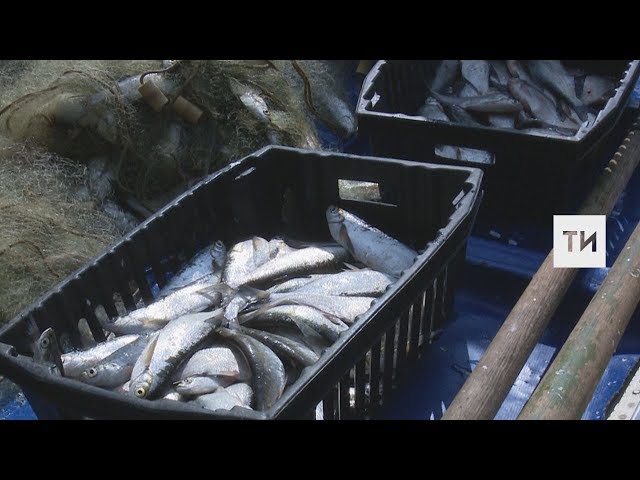 Рыбопромышленная отрасль Республики Татарстан