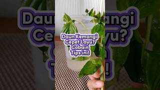 Download lagu Daun Kemangi Cepet Layu? Cobain Tips Ini! 🌿❄️ mp3 Download lagu Daun Kemangi Cepet Layu? Cobain Tips Ini! 🌿❄️ mp3