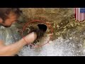 Man puts hand in spider nest: Dad grabs a fist full of daddy long legs  - TomoNews