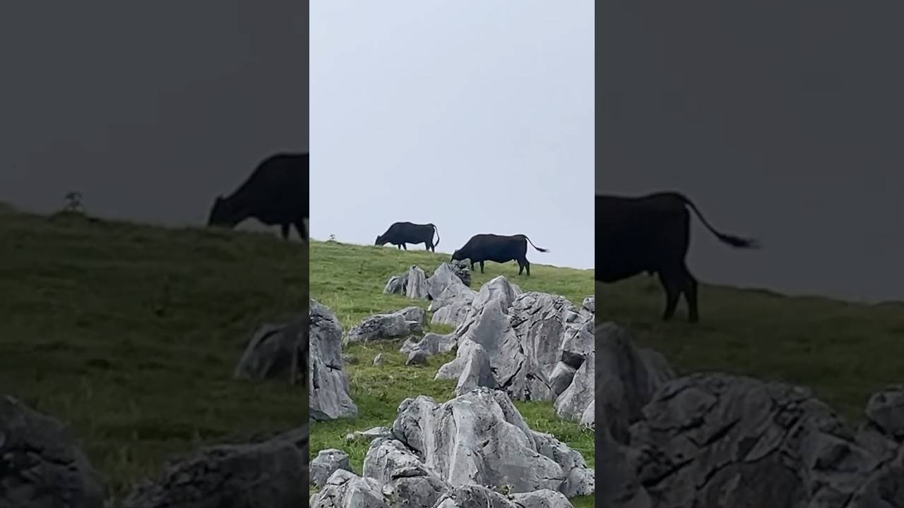 【四国カルスト】牛さん #牛 #牛さん #こんにちは #animals #四国カルスト #四国観光 #四国旅行 #karst #beef