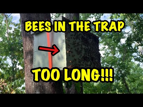 Bees in a SWARM TRAP for TOO LONG - Part 1 - What Happened?