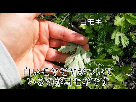 一年生ヨモギ、中国ヨモギ、スイートヨモギ、ギンガオ、ヨモギ
