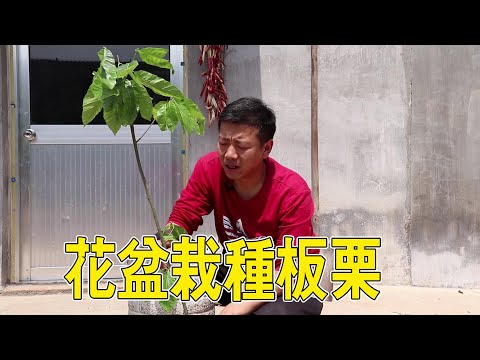 栗子樹的花