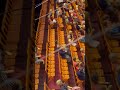 Ringling Museum Sarasotaflorida Birds Travel Museum Trendingshorts Likeandsubscribe Miniature