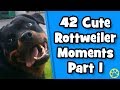 Ultimate Cute Rottweiler Compilation 1 Best Of Funny Rottweiler Videos