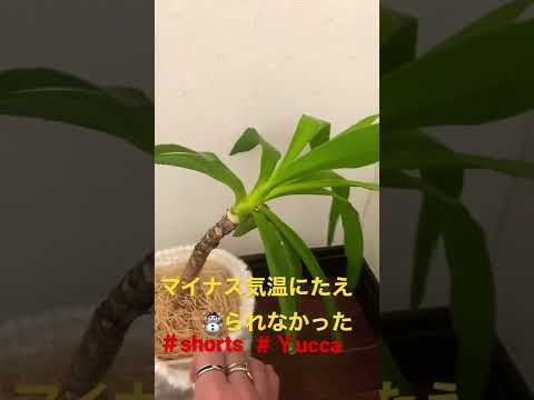 屋外のユッカを維持するにはどうすればよいですか?魔法の開花のチュートリアル!  庭園