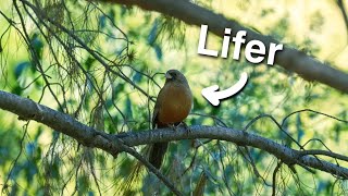 Birding at a Few of the Best Hotspots in St. George, Utah