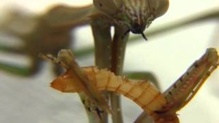 VJing - Teenage Mustache - The Locust