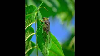 The cicada and the ant, updating to the current gloomy time (pandemic)