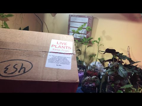 Steve’s Leaves Unboxing - New Order Of Cane / Angel Wing Begonias