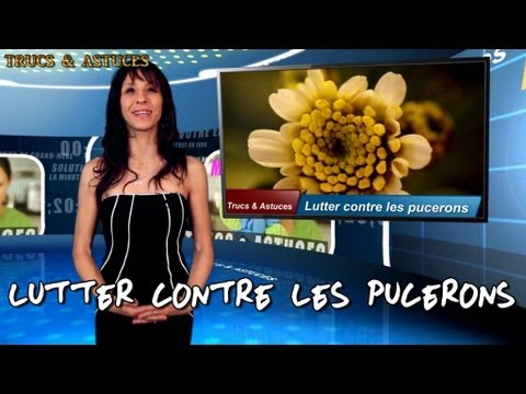 comment traiter contre la cochenille