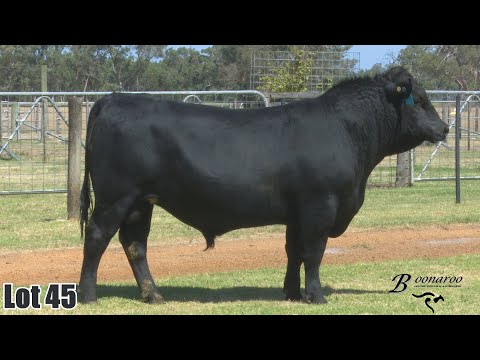 Lot 045 Boonaroo K129 Bartel Q337