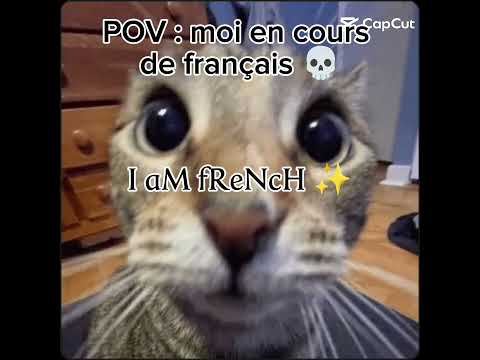 POV : moi en cours de français 💀🤣 #drôle #viralvideo #cat