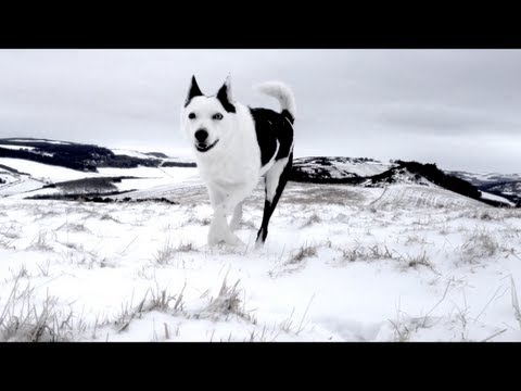 esperi - lone wolf [OFFICIAL VIDEO]