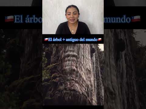 🇨🇱 El árbol quiso conocer a su abuelo 🙈 #fypシ #chilenos #chilenismo #chileunydos