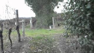 preview picture of video 'A short tour around Tamar ridge Vineyard'
