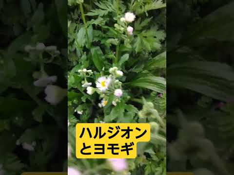 園芸 ヨモギ、現在の植物