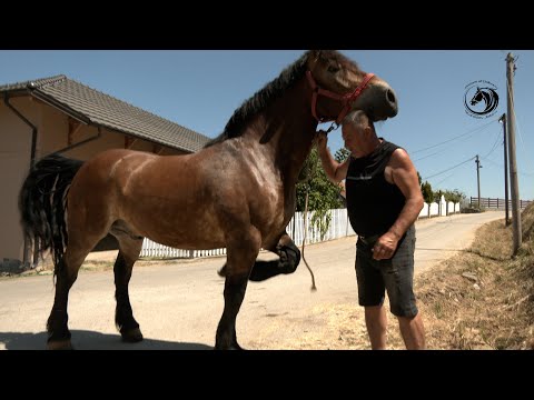 - SIMIĆI ZA DORATA IZ SLOVAČKE DALI VREĆU PARA -OVO JE OMEROV NASLEDNIK -