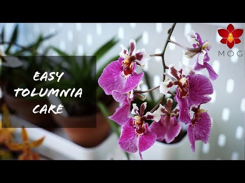 How to Care for Tolumnia Orchids - Easy guide for home growers! 🌿
