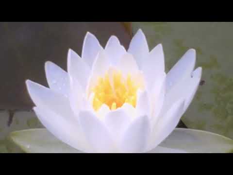 Gongyo - Very Fast with 10 minutes Daimoku