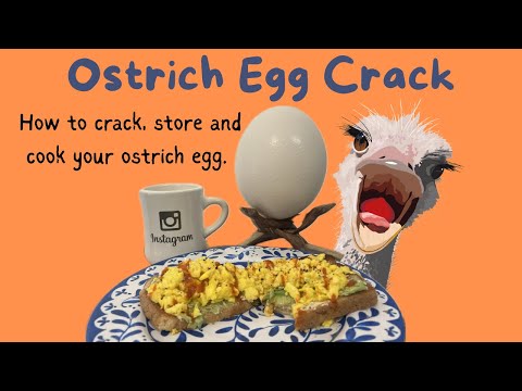 Ostrich Egg Crack, storage and cook!