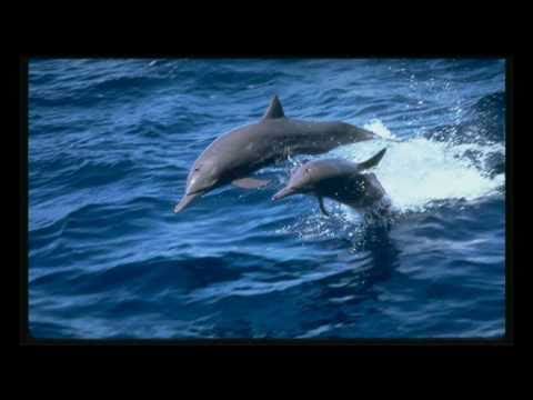 Chris Franke - Dolphin's Dance