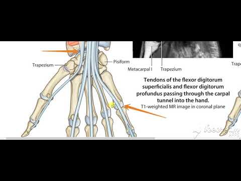 Flexor digitorum superficialis 2