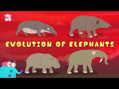 Evolution Of Elephants! | The Dr. Binocs Show | Best Learning Videos For Kids | Peekaboo Kidz