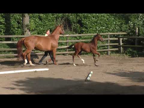 Fohlenrundfahrt 2021 - 22 Stutfohlen v. Caytens