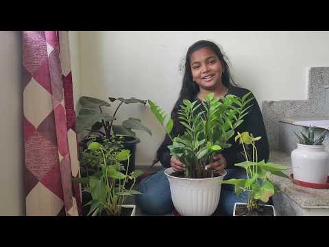 , title : 'ZZ plant in Tamil - Zamioculcas zamiifolia - Best indoor plant - Chennai garden & decor'