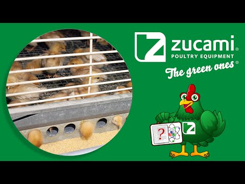 , title : 'Zucami, el desarrollo de la pollita. Como obtener gallinas ponedoras rentables y alta producción.'